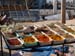 Madhia_0225